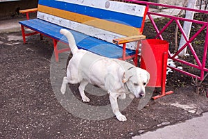 Affectionate and kind dog, breed white labrodor. Walking in the courtyard of a lot of apartment building in the city.