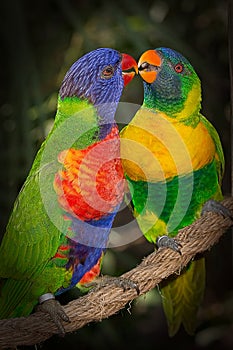 Affectionate Lorikeets