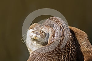 Affectionate otters. Wild animals bonding. Animal love and affection. photo