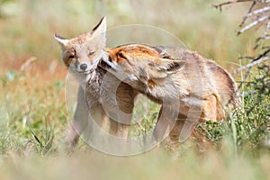 Affectionate pair of foxes