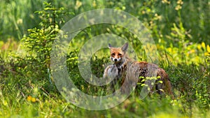 Affectionate red fox cub snuggling to mother on green meadow at sunrise