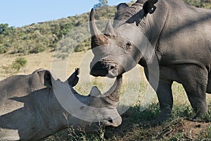 Affectionate rhinos scratch each other with their horns in Nakuru National Park