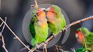 Affectionate Rosy faced Lovebirds photo