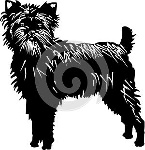 Affenpinscher dog