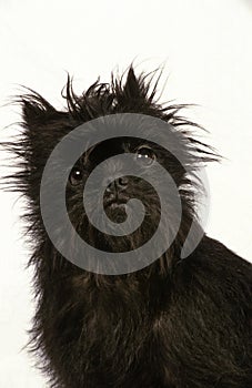 Affenpinscher Dog, Portrait of Adult against White Background