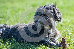 Affenpinscher on grass