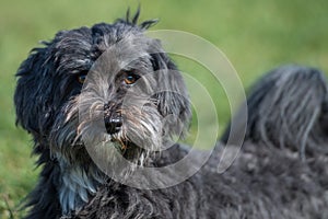 Affenpinscher portrait