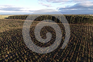 Afforestation of eucalyptus