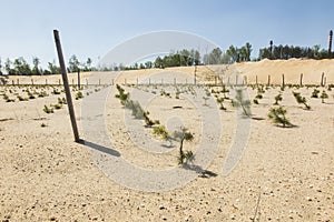 Afforestation of the former sand mine