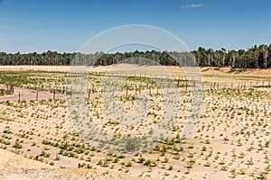 Afforestation of the former sand mine