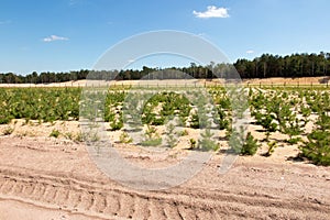 Afforestation of the former sand mine