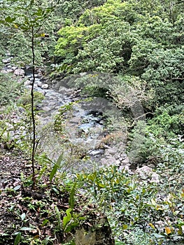 Afforestation and logging area deep in the mountains of the farm