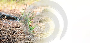 Afforestation and regrow forests. New growth of a small pine sapling and grass growing on the forest floor, with blank space