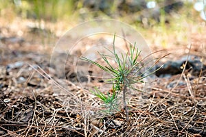 Afforestation and regrow forests. New growth of a small pine sapling and grass growing on the forest floor next to burnt trees
