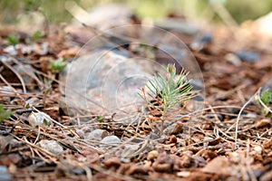 Afforestation and regrow forests. New growth of a small pine sapling and grass growing on the forest floor next to burnt trees