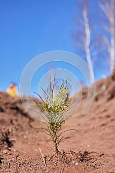 Afforestation and regrow forests. Young pine planted regrowth on plot with sandy soil, pine sapling. Small trees in