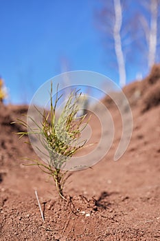 Afforestation and regrow forests. Young pine planted regrowth on plot with sandy soil, pine sapling. Small trees in