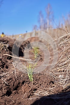 Afforestation and regrow forests. Young pine planted regrowth on plot with sandy soil, pine sapling. Small trees in