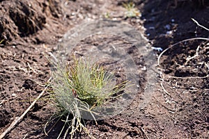 Afforestation and regrow forests. Young pine planted regrowth on plot with sandy soil, pine sapling. Small trees in