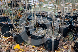 reforestation or set of young trees trunks in pots for planting in fall
