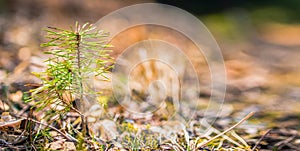 Afforestation. Young pine planted on plot with sandy soil, pine sapling. Small trees.
