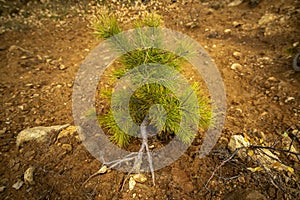 Afforestation. Young pine planted regrowth on plot with sandy soil