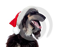 Afgan-hound dog with Santa hat