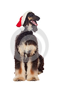 Afgan-hound dog with Santa hat