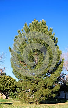 Afgan Pine Tree in Arizona (Eldarica Pine photo