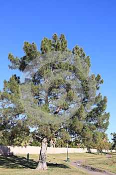 Afgan Pine Tree in Arizona (Eldarica Pine) photo