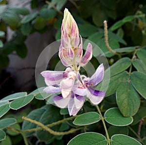 Afgekia mahidolae Burtt et Chermsir,Beautiful Thai flower.