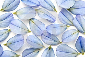Afgekia Mahidolae Pattern photo