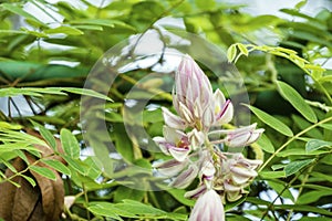 Afgekia mahidoliae blossom pink flower on leaf natural background at Thailand. Botanical Afgekia mahidoliae