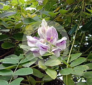 Afgekia mahidoliae blossom violet flower on leaf natural background into a bouquet of axillaries and axillary branches flowers gra