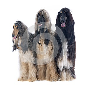 Afghan dogs