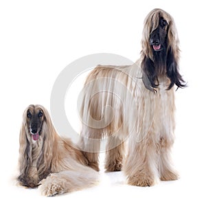 Afghan dogs