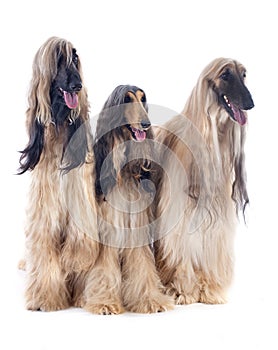 Afghan dogs