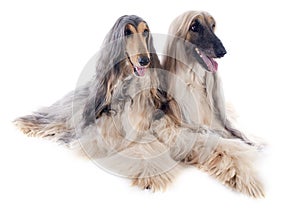 Afghan dogs