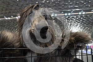Afghan greyhound dog