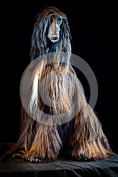 Afghan greyhound dog portrait on black background