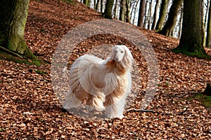 Afghan hound-1