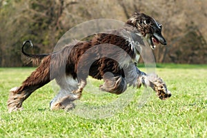 Afgano cane da caccia 