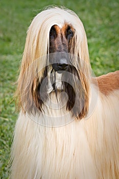 Afghan Hound