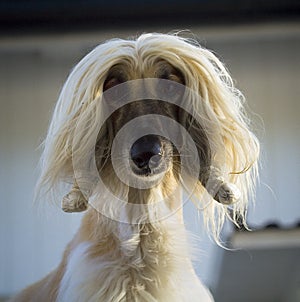 Afghan hound