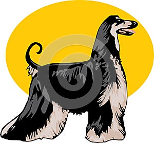 Afghan hound