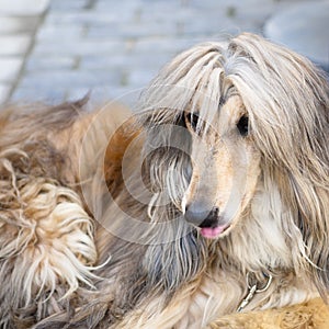 Afghan hound