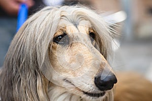 Afghan hound