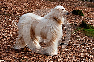 Afghan hound-2