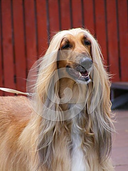 Afghan hound