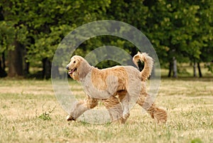 Afghan Hound